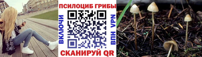 Галлюциногенные грибы Psilocybine cubensis продажа наркотиков Юрьевец